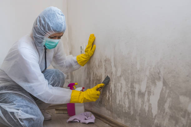 Best Crawl Space Mold Remediation in Waverly, NE
