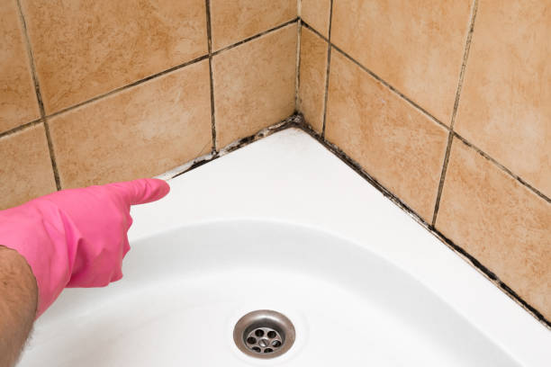 Best DIY Mold Remediation Support Services in Waverly, NE